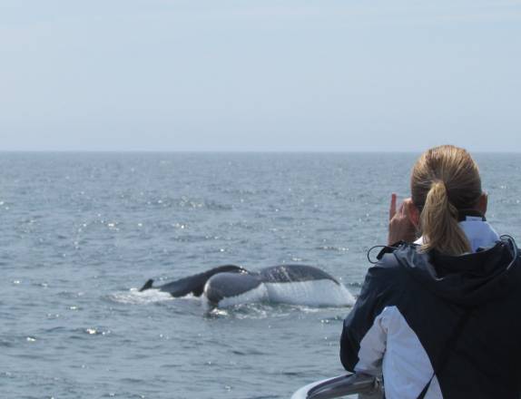 Fotografando baleias no Acadia National Park, no Maine, nos Estados Unidos